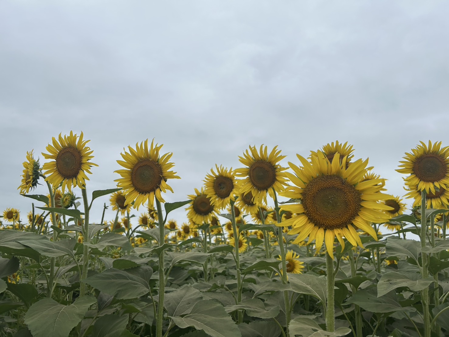 清瀬ひまわり畑🌻 画像